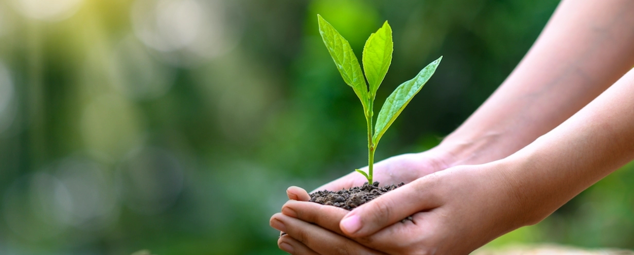 Hands planting a young plant into dirt