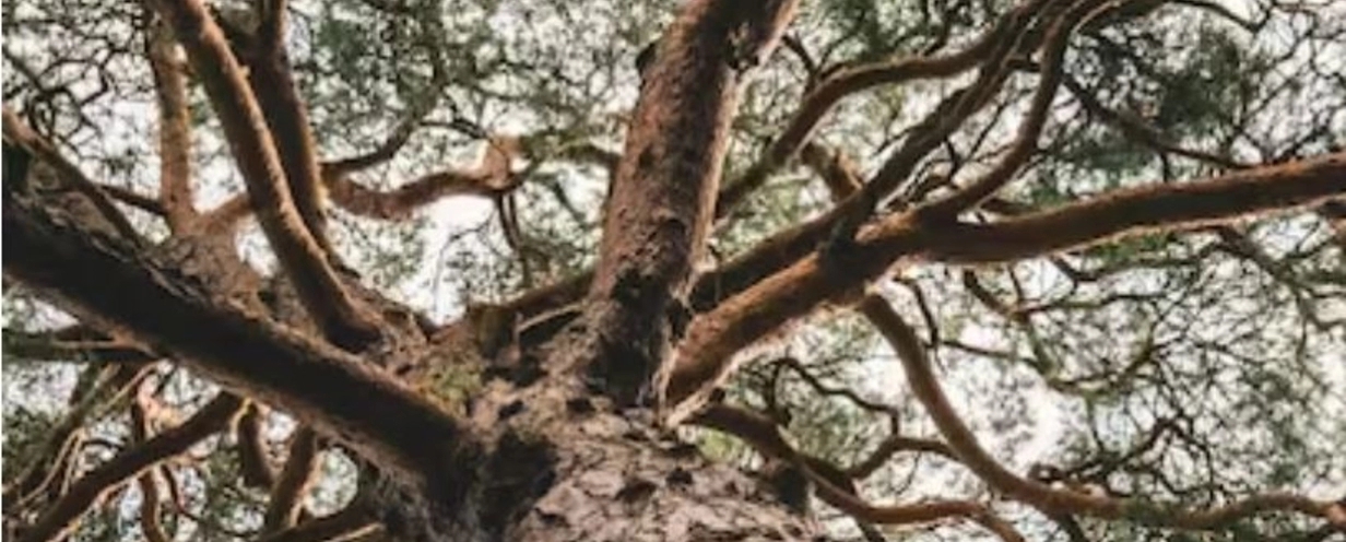 Image looking up a branches of a large tree