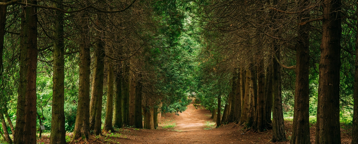 image of a path through the forest