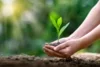 Hands planting a young plant into dirt