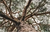 Image looking up a branches of a large tree