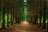 image of a path through the forest