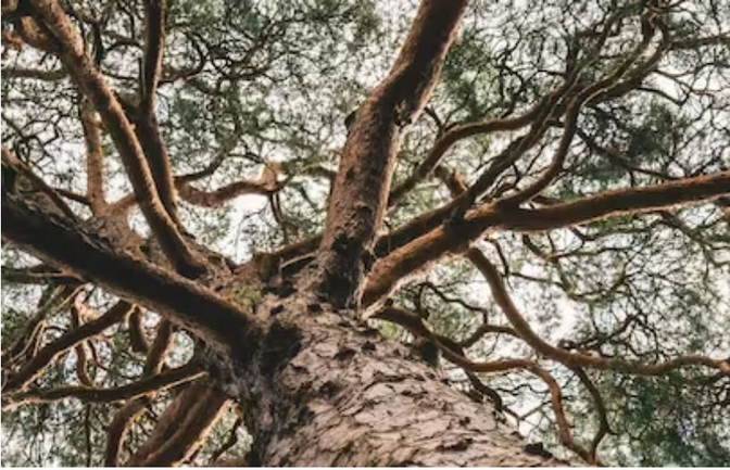 Image looking up a branches of a large tree